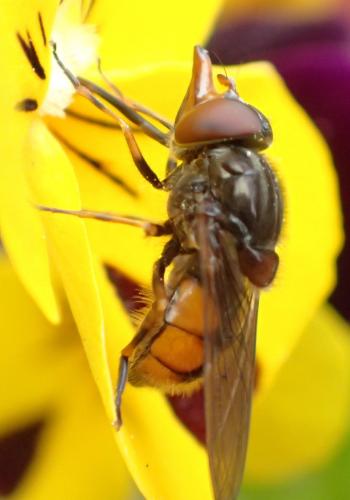Réf. 241 153 : Rhingia campestris